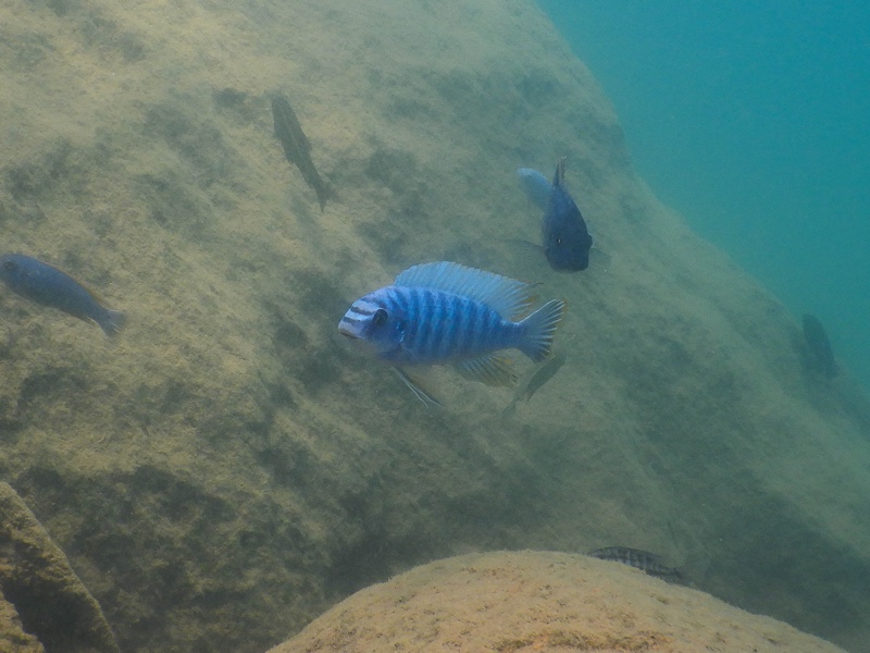Labeotropheus fuelleborni 'Namalenje Island'